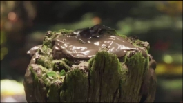 I Am Groot - Season 01 Episode 04